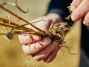 Wheat stem study