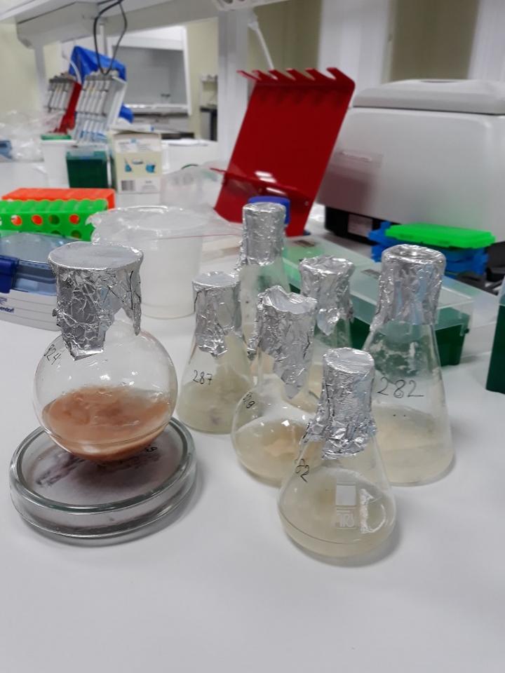 Fusarium Wilt Is a Plant Disease Caused by Various Species of Fusarium Fungi