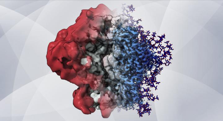 HIV's sugary shield