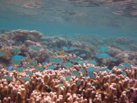 Coral Reef Fish