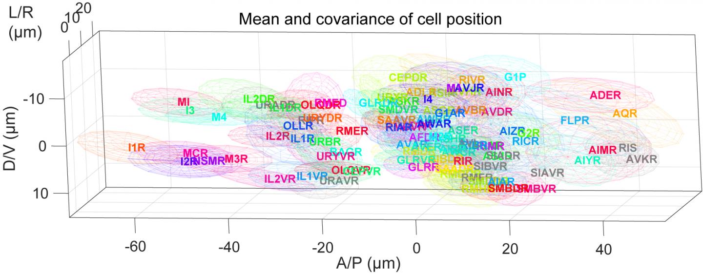 Positional Variation of Neurons in the Head Region of Adult C. elegans