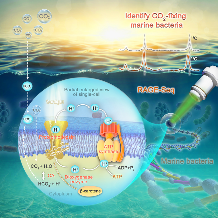 Raman-based single-cell metabolic profiling and genomics reveal CO2-fixing bacteria in the ocean