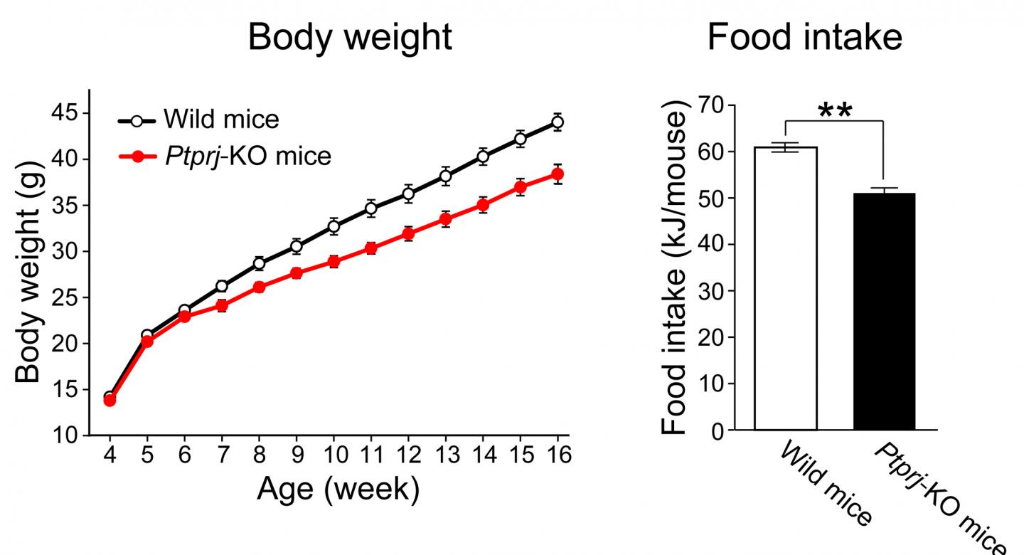 Ptprj-KO Mice Exhibit a Lean Phenotype and Show Resistance to Diet-induced Obesity