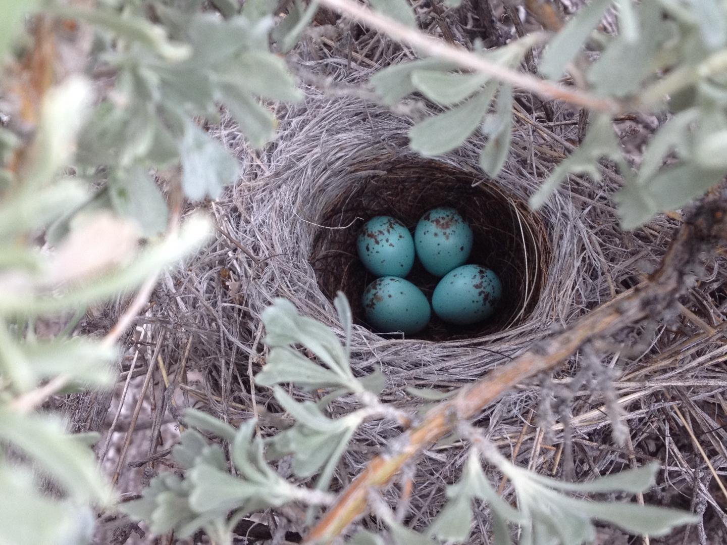 Brewer's Sparrow Nest with Eggs