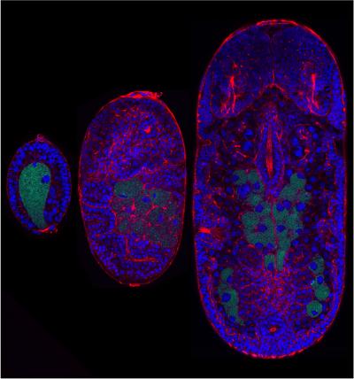 Buchnera Symbionts Supplement Host Aphids With Essential Nutrients Absent From Their Diet