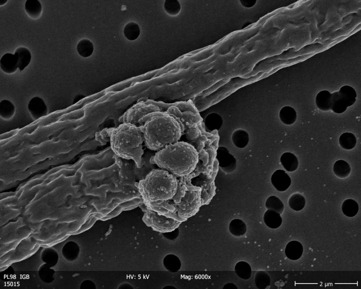 Cyanobacterial Filaments 1