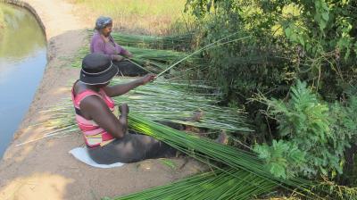 Modern Sedges Being Reaped on the uThongathi River