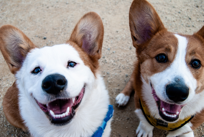 Two dogs smiling into the camera.