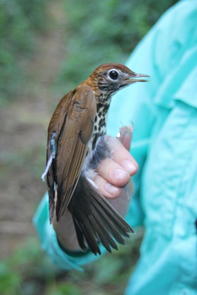 Wood Thrush with Geolocator 