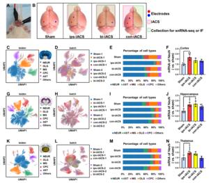 The single-nucleus RNA sequencing (snRNA-seq) profiling of the cortex, hippocampus, and thalamus of intracranial alternating current stimulation (iACS)-treated rats
