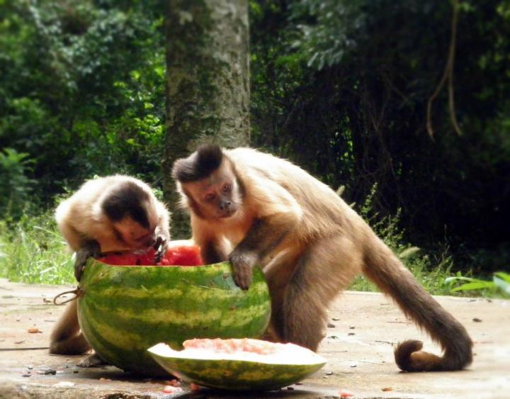 Adult Female and Juvenile Capuchin Monkey Consuming Watermelon