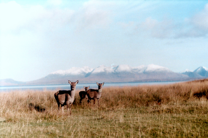 Group of three red deer