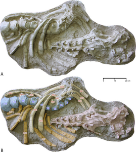 Cranium and thorax of Antaecetus aithai, (specimen FSAC Bouj-200).