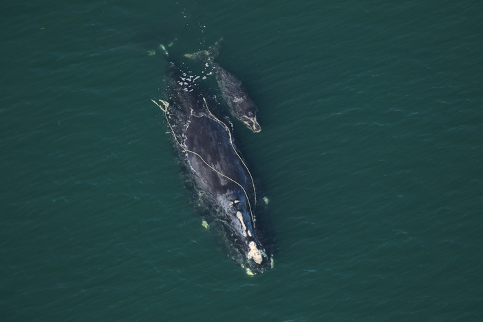 Entangled North Atlantic Right Whale