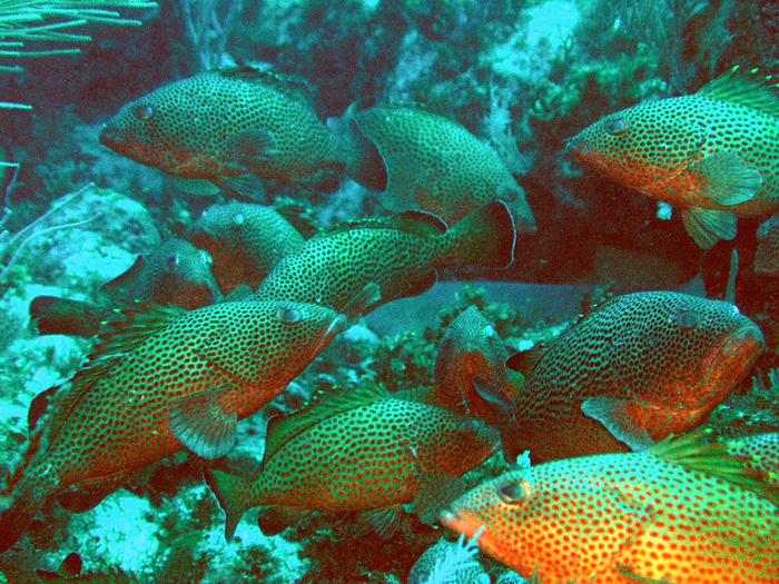 Red Hind Groupers