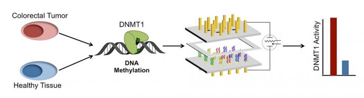 A New Electrochemical Approach to Detecting Colorectal Cancer