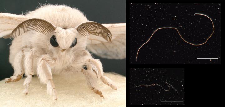 Eupyrene and Apyrene Sperm of the Silk Moth, <i>Bombyx mori</i>