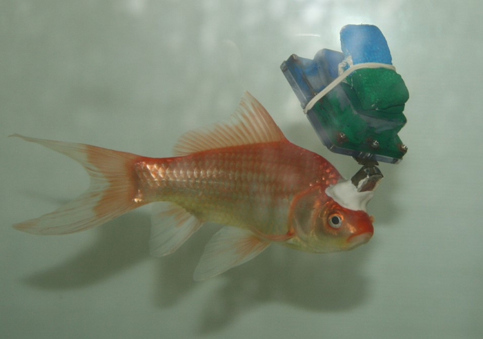Study identifies a new building block in the navigation system of fish; boundary vector cells in central telencephalon of goldfish enable unique encoding of position, documented here for the first time in the largest group of vertebrates