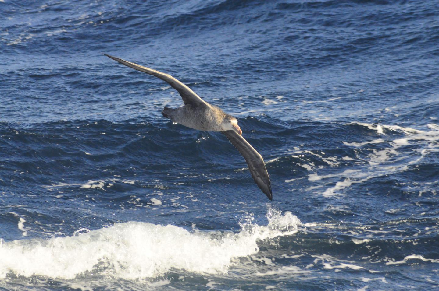 Northern Giant Petrels