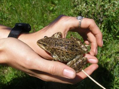 Frog in Hand