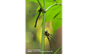 Epiophlebia superstes (Mt. Hokyo, Tsukuba City)