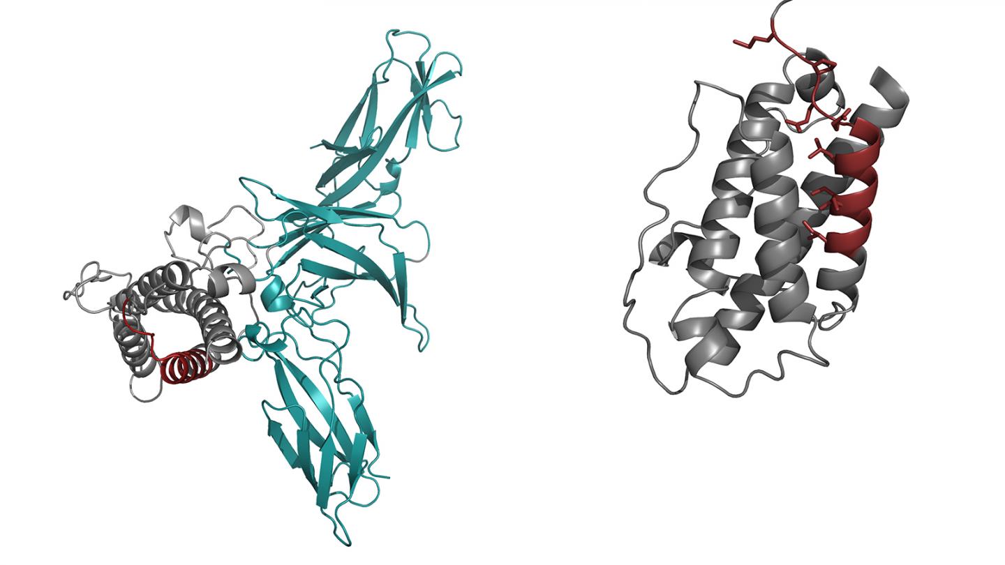 Structure of the Immune Signaling Protein Interleukin 23