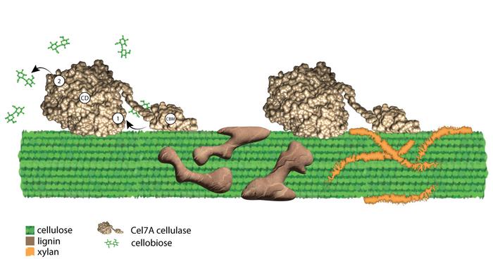 Diagram of cellulase with cellulose and roadblocks