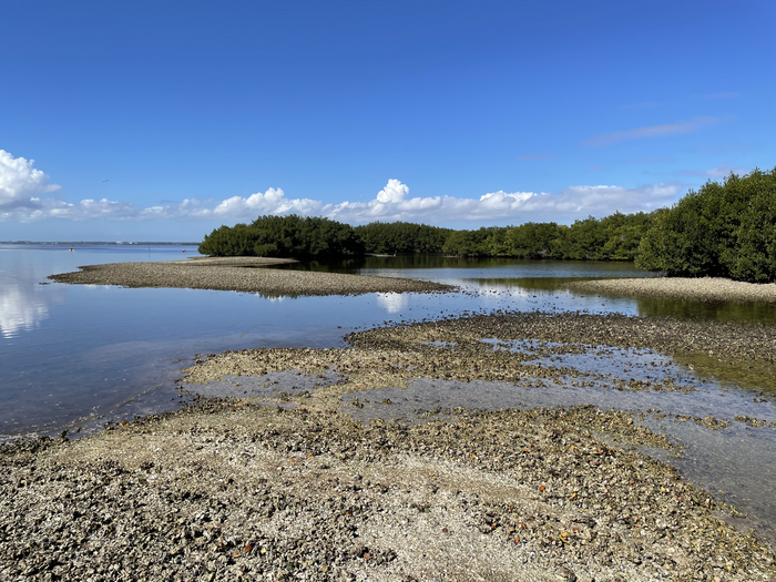 Tampa Bay oyster reefs.jpg