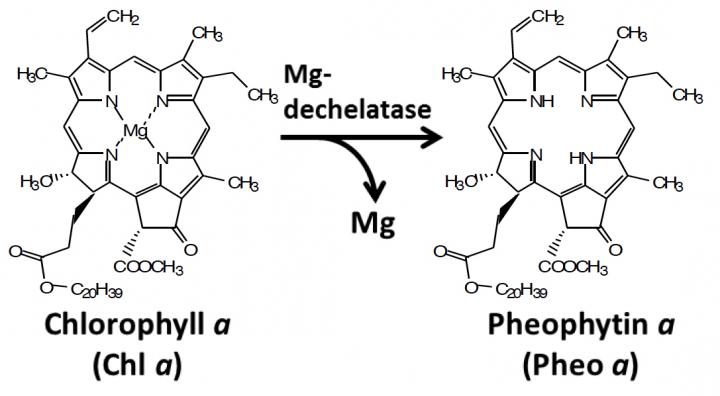 Degradation of Chlorophyll
