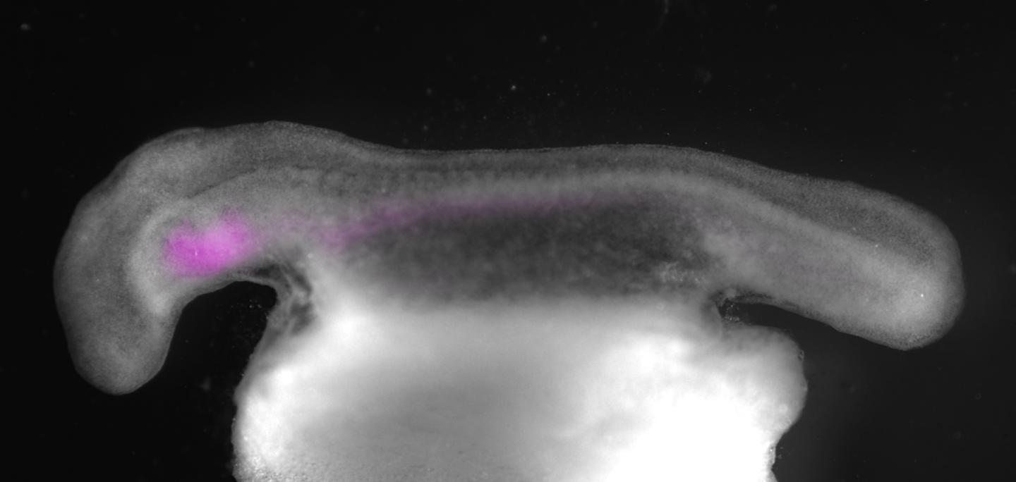 Early Skate Embryo with Endoderm Cells Labeled with Fluorescent Dye