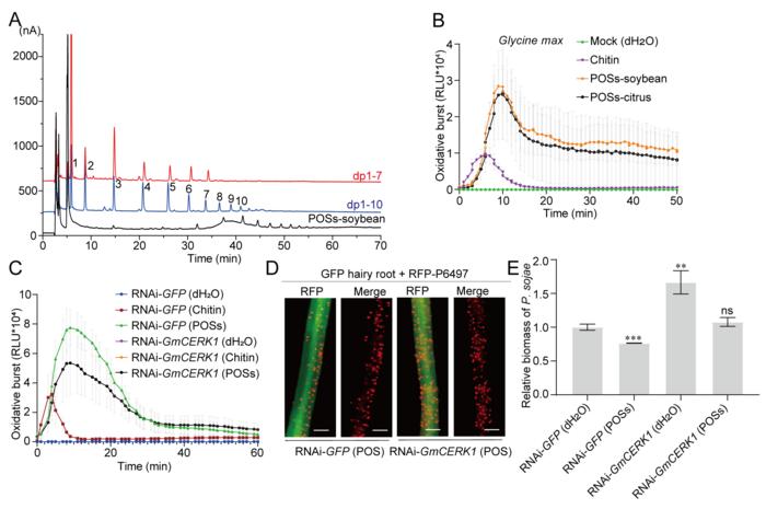 POS-triggered plant immunity is dependent on CERK1