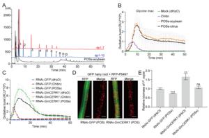 PsPL1降解产物果胶寡糖POS依赖CERK1诱导大豆抗病性