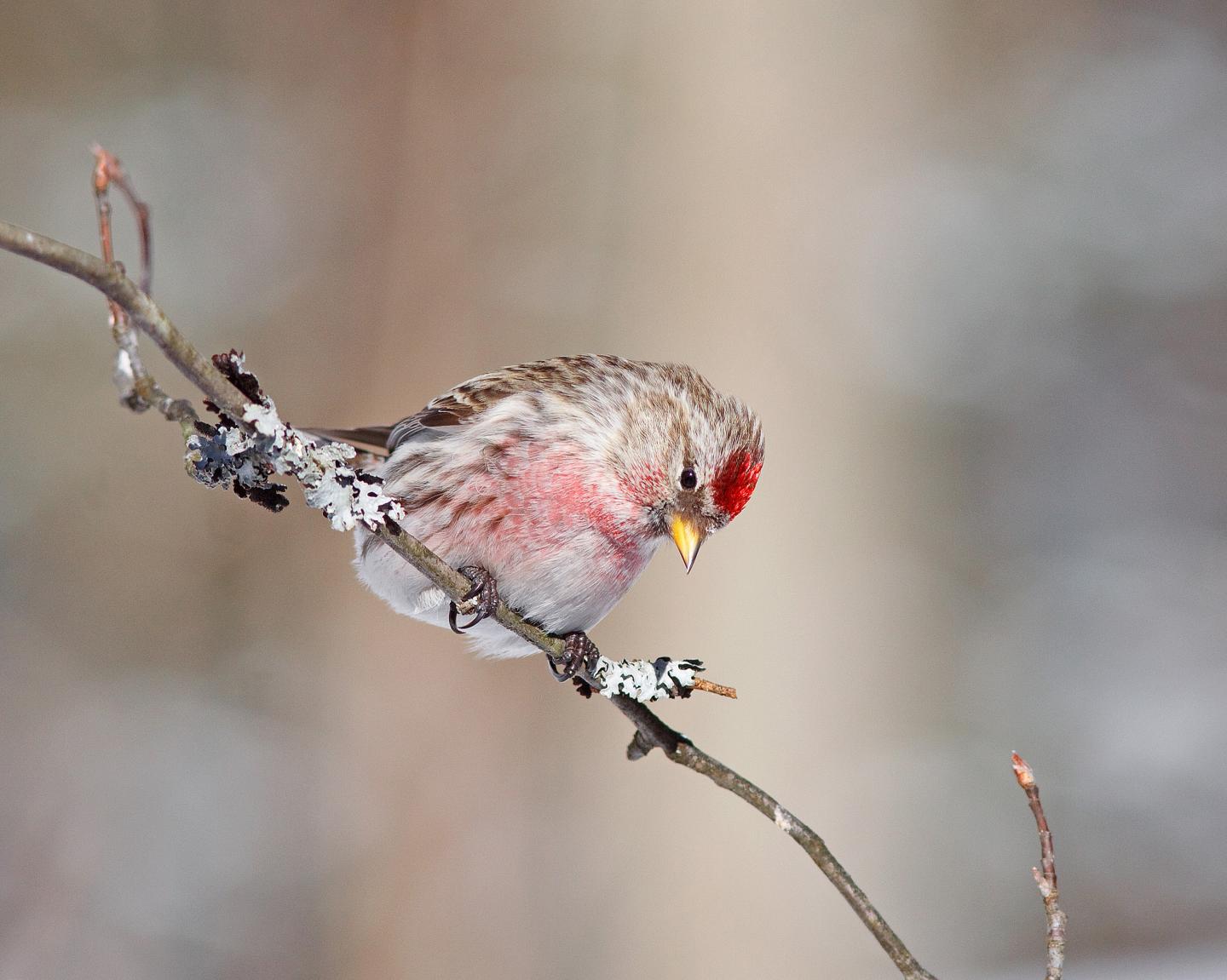 Common Redpoll