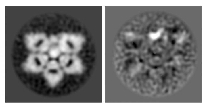 Negative-Stain Electron Microscopy Images of IgM and AIM