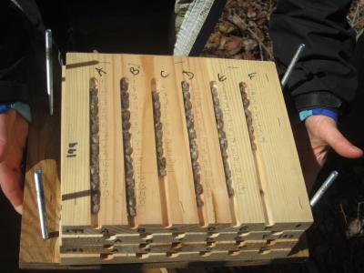 Bee Cocoons in Nesting Box