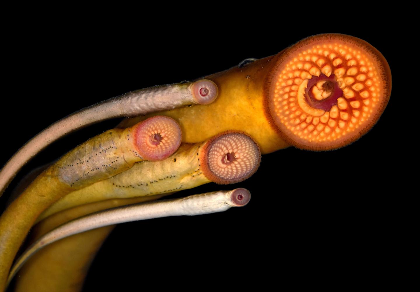 Photo of Lampreys