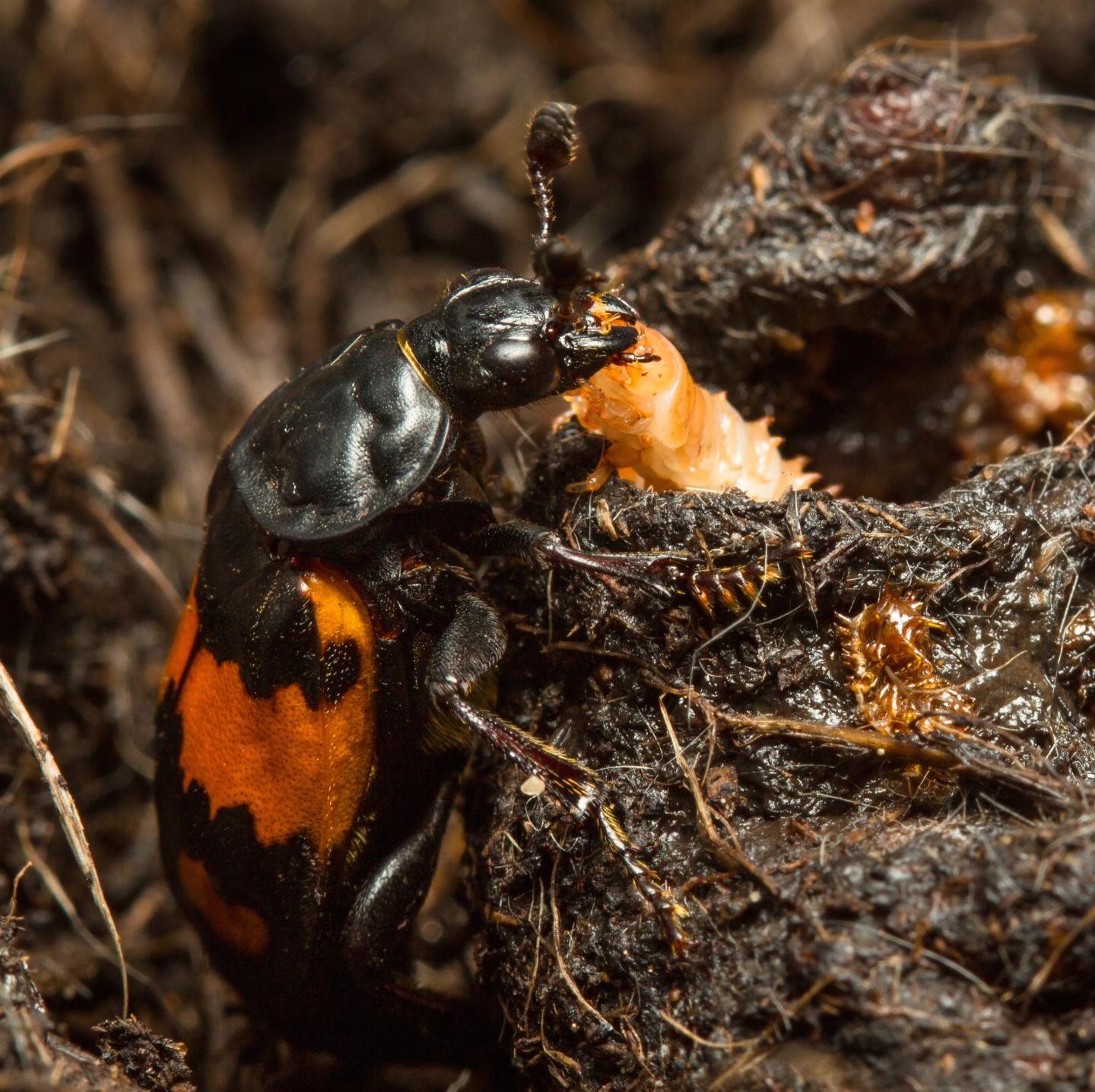 Sexton Beetle and a Larva in Its Carcass Nest
