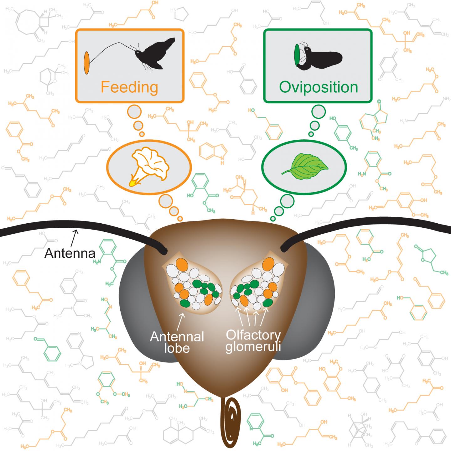 Plant Odors Elicit Different Activity Patterns in the Antennal Lobe (the Olfactory Center) of Female