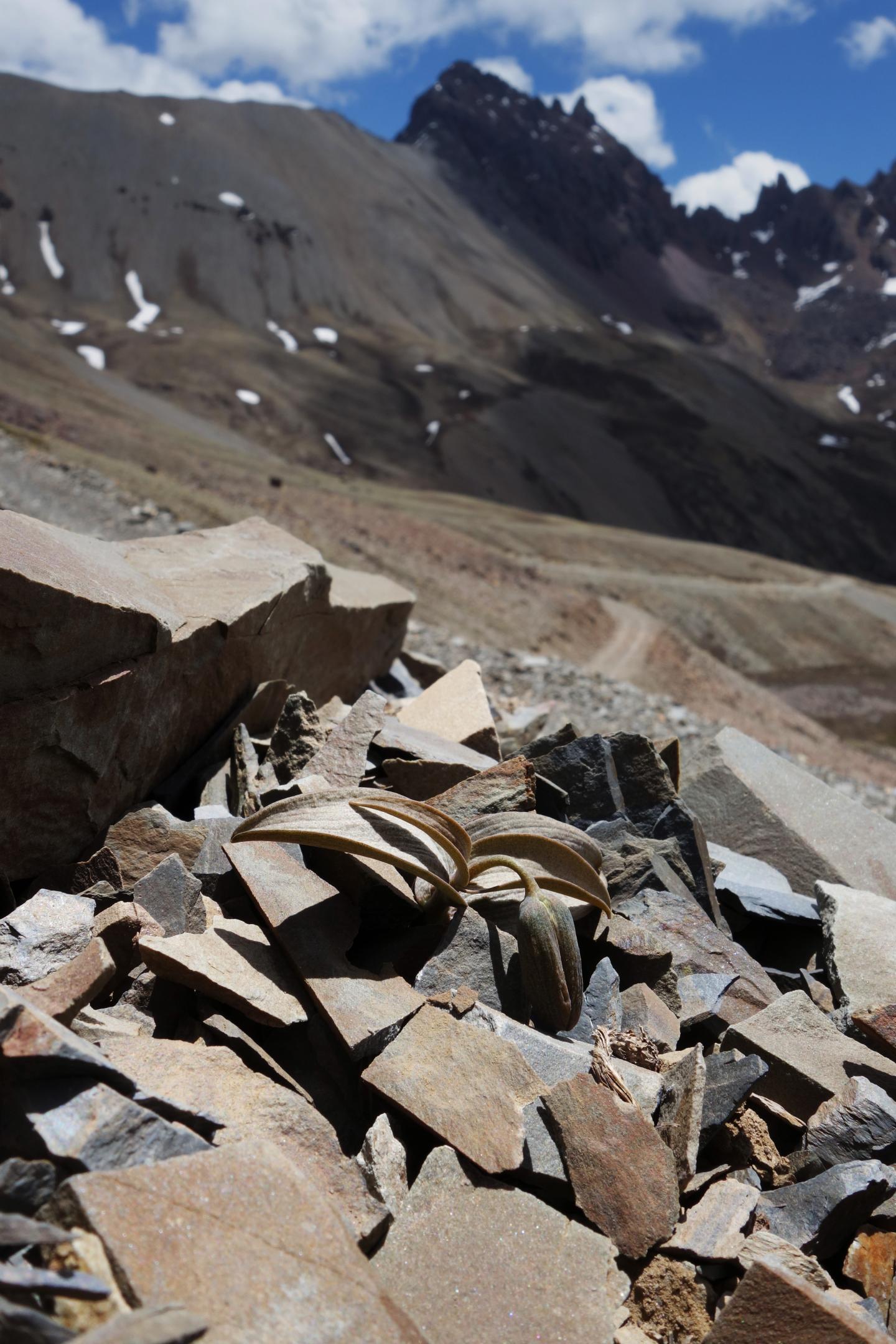 Fritillaria delavayi