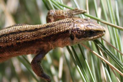 First Supper Is a Life Changer for Lizards (3 of 3)