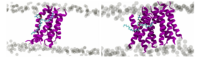 Formation of oligomeric structures of the fusion peptide in the membrane