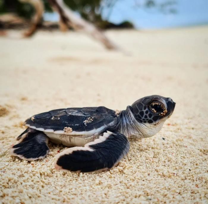 Using lightweight accelerometers has enabled the team to study turtles when visibility of them is limited.