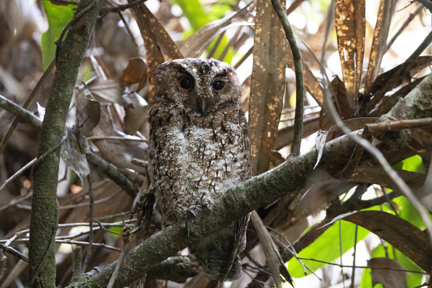 Bornean Rajah scops owl