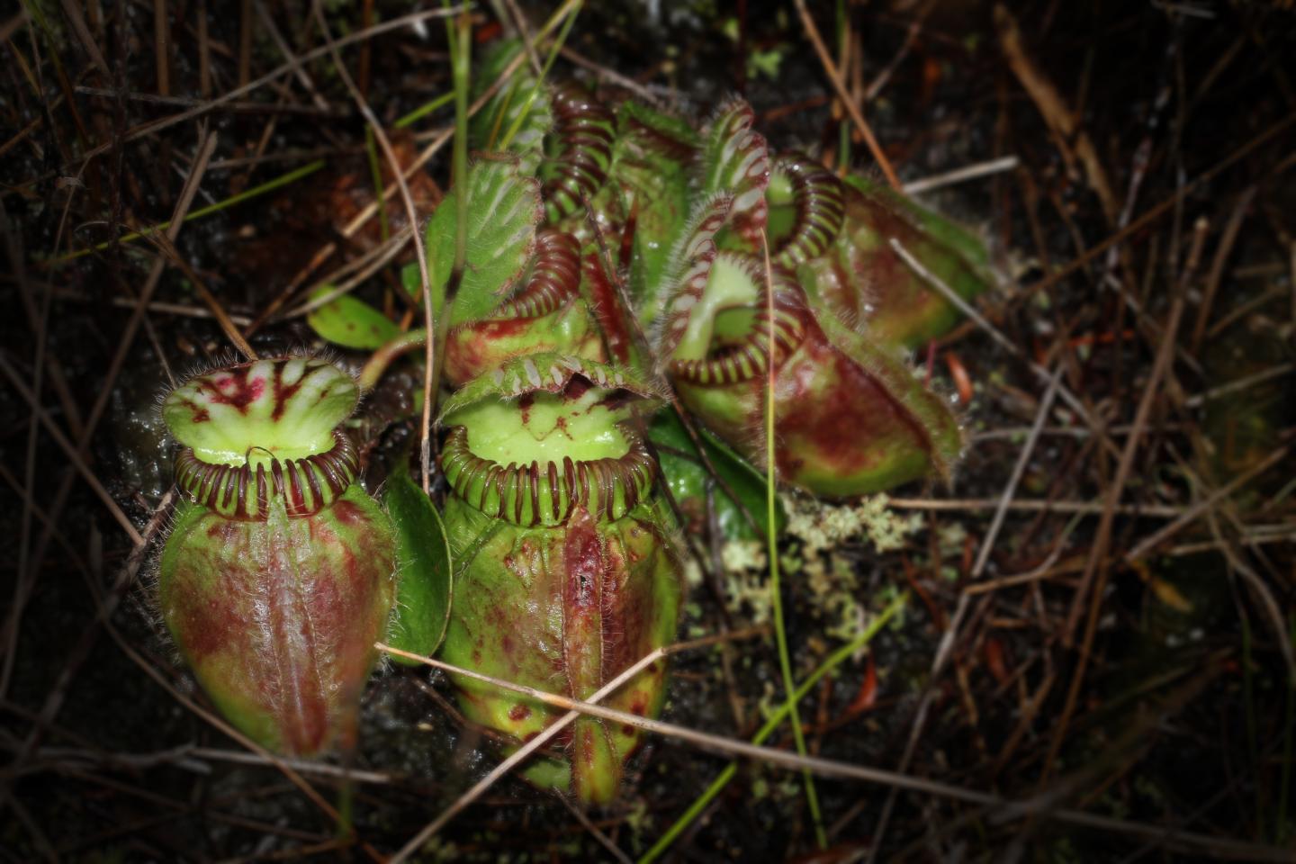 Study sheds light on how carnivorous plants a | EurekAlert!