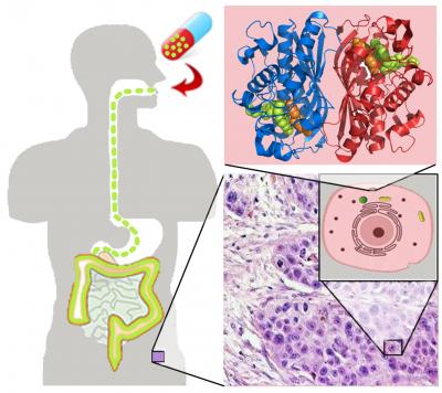 Illustration of Drug Path