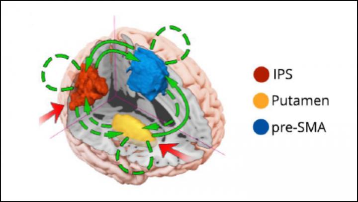 The Missing Piece of the Brain's Multitasking Network