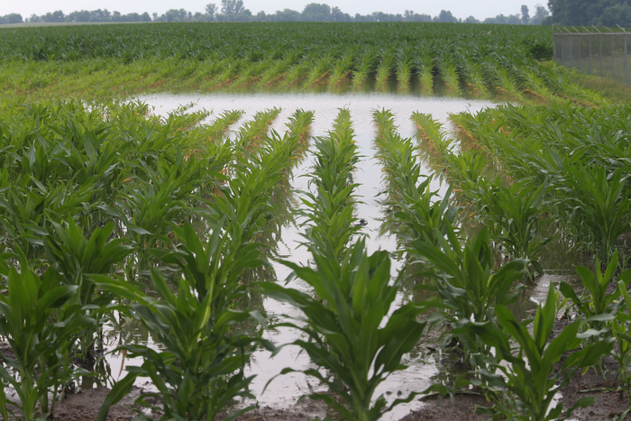 Indiana cornfield flooding