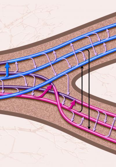 Bacterial Gene Sweep