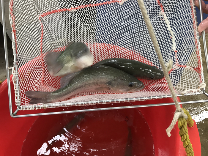 Largemouth Bass in net