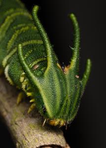 Nawab butterfly caterpillar